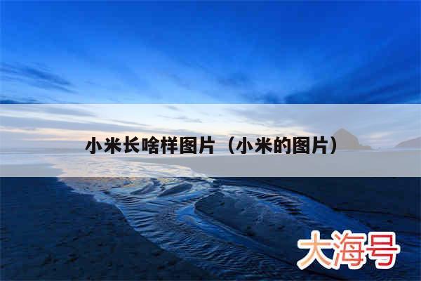 小米长啥样图片（小米的图片）